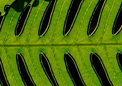 Pteris arisanensis