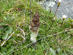 Myrosmodes rostratum