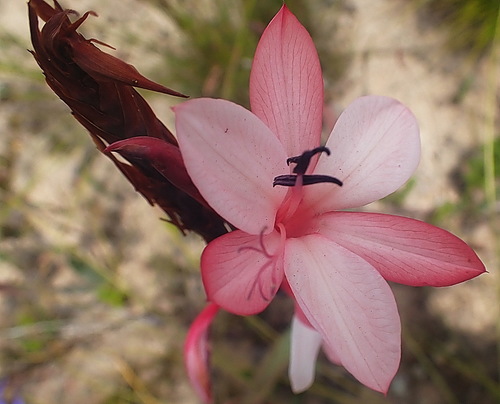 Image of Watsonia fourcadei by no rights reserved
