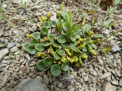Peperomia verruculosa