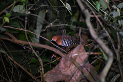 Rallina fasciata