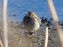 Anthus hodgsoni