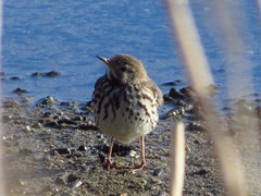 Anthus hodgsoni