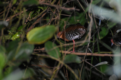 Rallina fasciata