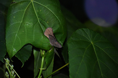 Melanitis leda