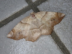 Endropiodes indictinaria