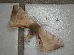 Pseudandraca gracilis