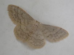 Idaea biselata