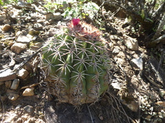 Melocactus peruvianus