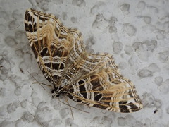 Lobogonodes erectaria