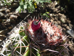 Melocactus peruvianus