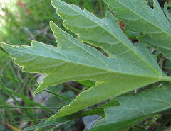 Heracleum freynianum
