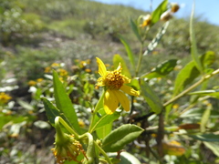 Flourensia macrophylla