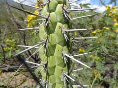 Loxanthocereus sulcifer