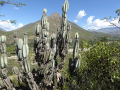 Armatocereus matucanensis