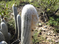 Espostoa lanata