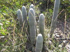 Espostoa lanata