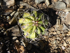 Melocactus peruvianus