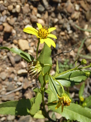 Flourensia macrophylla