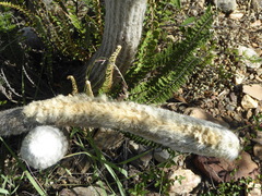 Espostoa lanata