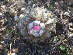 Melocactus peruvianus