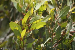 Eucalyptus lehmannii lehmannii