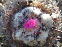 Melocactus peruvianus