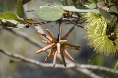Eucalyptus lehmannii lehmannii