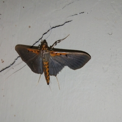 Filodes costivitralis