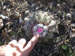 Melocactus peruvianus
