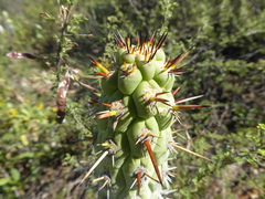 Loxanthocereus sulcifer