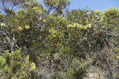 Eucalyptus lehmannii lehmannii