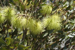 Eucalyptus lehmannii lehmannii
