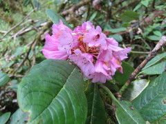 Rhododendron kesangiae