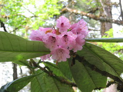 Rhododendron kesangiae