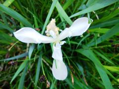 Iris lactea
