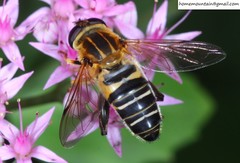 Helophilus eristaloidea