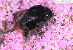 Bombus ignitus