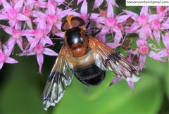 Volucella tabanoides