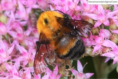 Bombus opulentus
