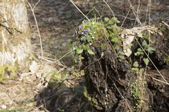 Viola alba dehnhardtii