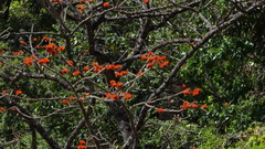 Erythrina variegata