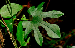 Aristolochia cucurbitifolia