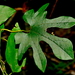 Aristolochia cucurbitifolia - Photo (c) copyboy, some rights reserved (CC BY-NC)