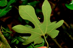 Aristolochia cucurbitifolia
