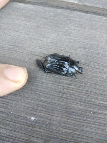 Photo of Large Hive Beetle (Oplostomus fuligineus)