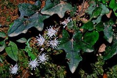 Ainsliaea macroclinidioides secundiflora