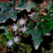 Ainsliaea macroclinidioides secundiflora - Photo (c) copyboy, μερικά δικαιώματα διατηρούνται (CC BY-NC)