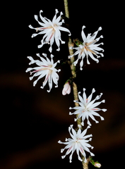 Ainsliaea macroclinidioides secundiflora