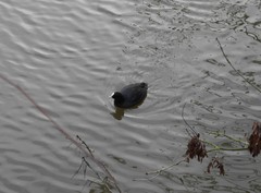 Fulica atra